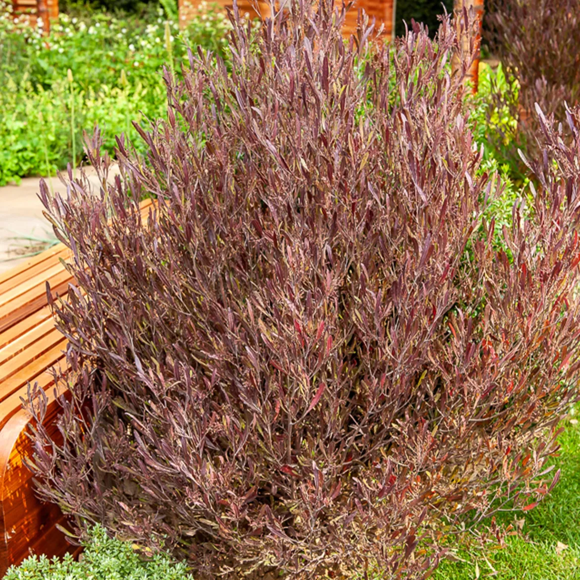 Dodonaea viscosa Purpurea - Feuillage pourpre toute l'année