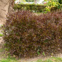 Dodonaea viscosa Purpurea - Feuillage pourpre toute l'année