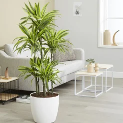 Dracaena Lemon Lime - Feuillage lumineux zéro souci