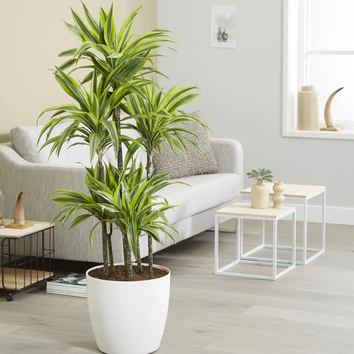 Dracaena Lemon Lime - Feuillage lumineux zéro souci