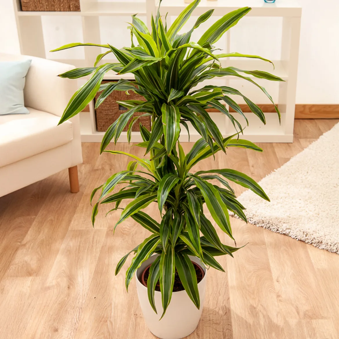 Dracaena Lemon Lime - Feuillage lumineux zéro souci