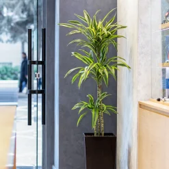 Dracaena Lemon Lime - Feuillage lumineux zéro souci