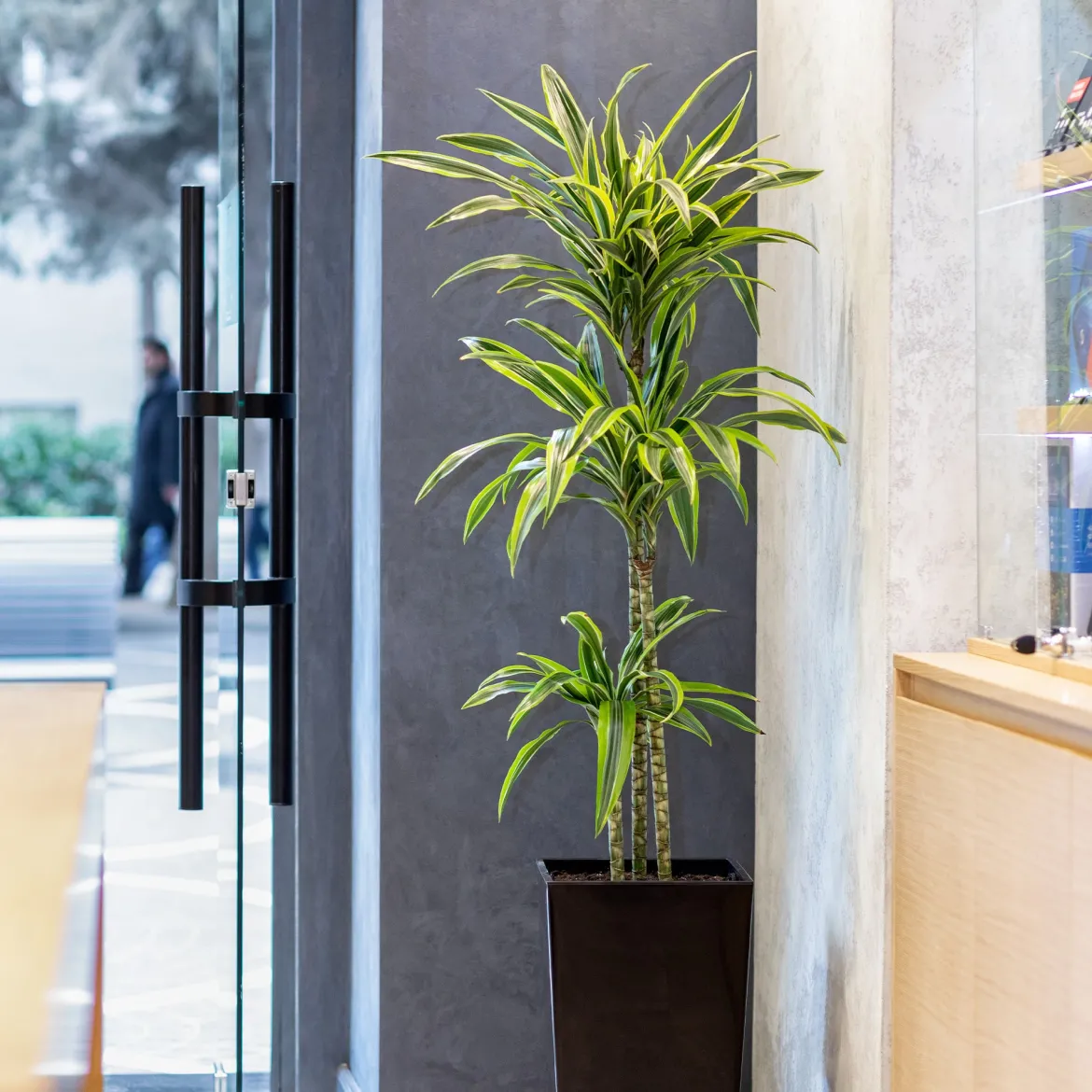 Dracaena Lemon Lime - Feuillage lumineux zéro souci