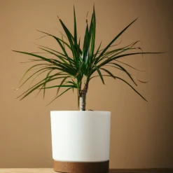 Dracaena marginata (mini format) - Le style facile en mini
