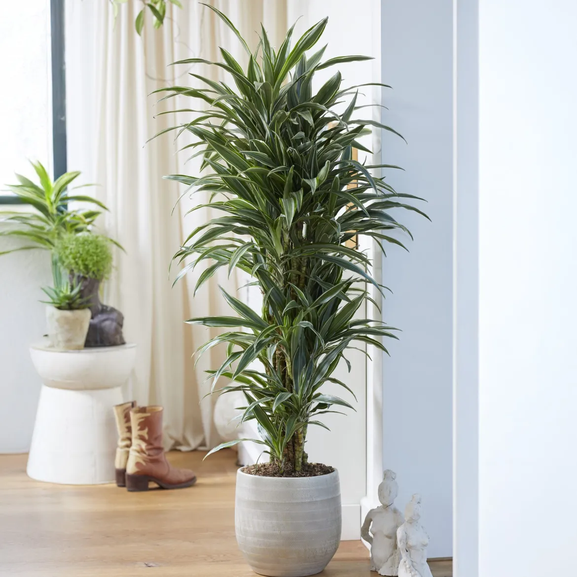 Dracaena Warneckei - La verdure qui pardonne tout