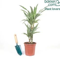 Dracaena Warneckei - La verdure qui pardonne tout