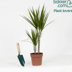 Dragonnier Dracaena marginata - Sculptural et increvable