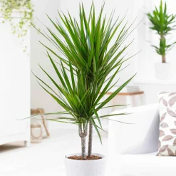 Dragonnier Dracaena marginata - Sculptural et increvable