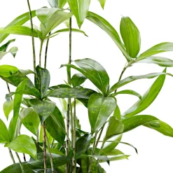 Dragonnier Dracaena surculosa - La déco verte sans effort
