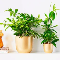 Dragonnier Dracaena surculosa - La déco verte sans effort