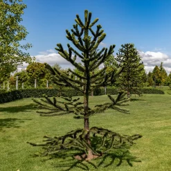 Désespoir des singes - Un arbre qui marque à vie