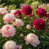 Duo de Pivoines rouges et roses - Deux couleurs, un massif éclatant