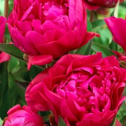 Duo de Pivoines rouges et roses - Deux couleurs, un massif éclatant