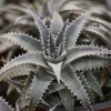 Dyckia Grand Marnier - Rocaille exotique zéro effort