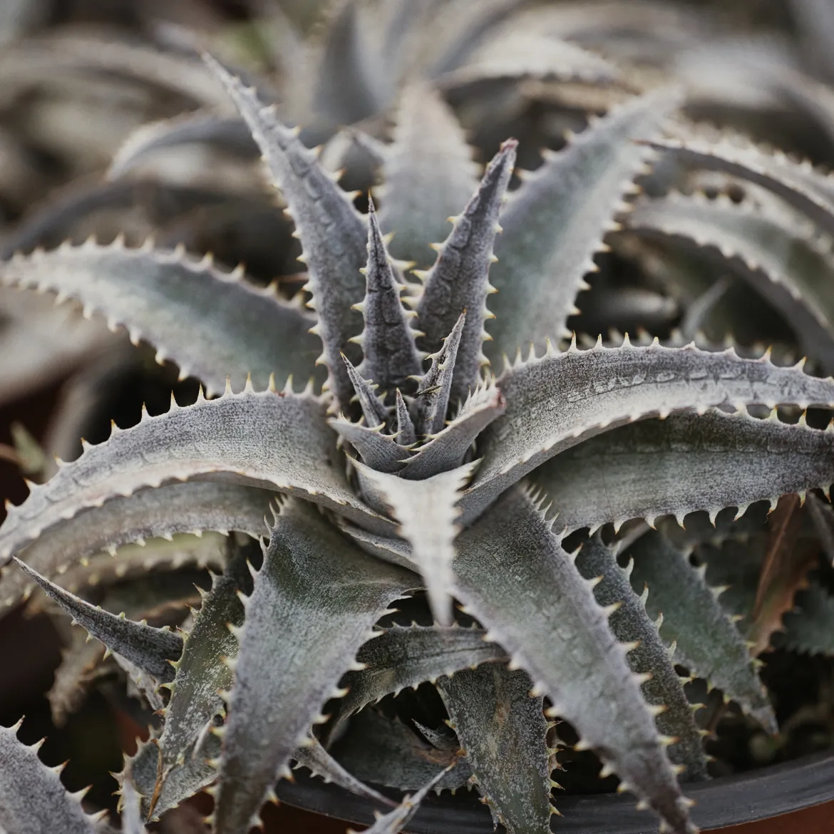 Dyckia Grand Marnier - Rocaille exotique zéro effort