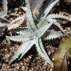 Dyckia Grand Marnier - Rocaille exotique zéro effort