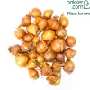 Echalote 'Golden Gourmet' - Des échalotes dorées faciles