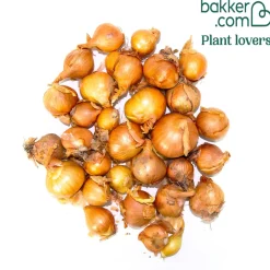 Echalote 'Golden Gourmet' - Des échalotes dorées faciles