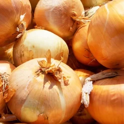 Echalote 'Golden Gourmet' - Des échalotes dorées faciles