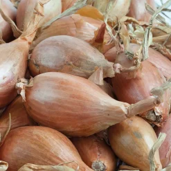 Echalote Jermor type cuisse de poulet - Récolte facile et savoureuse