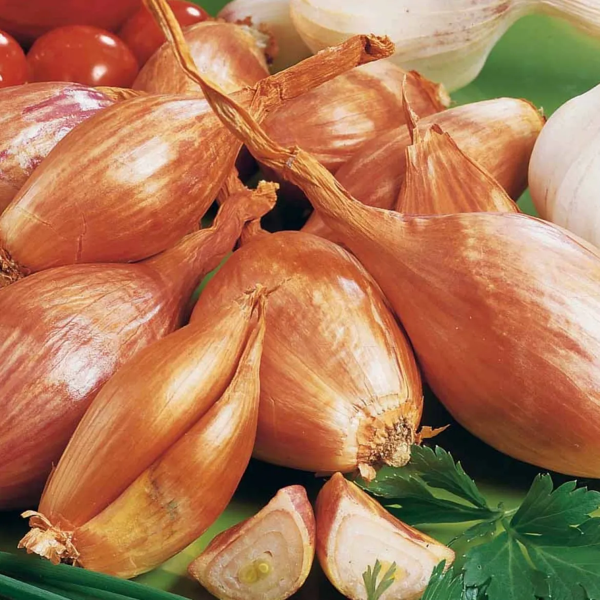 Echalote Jermor type cuisse de poulet - Récolte facile et savoureuse