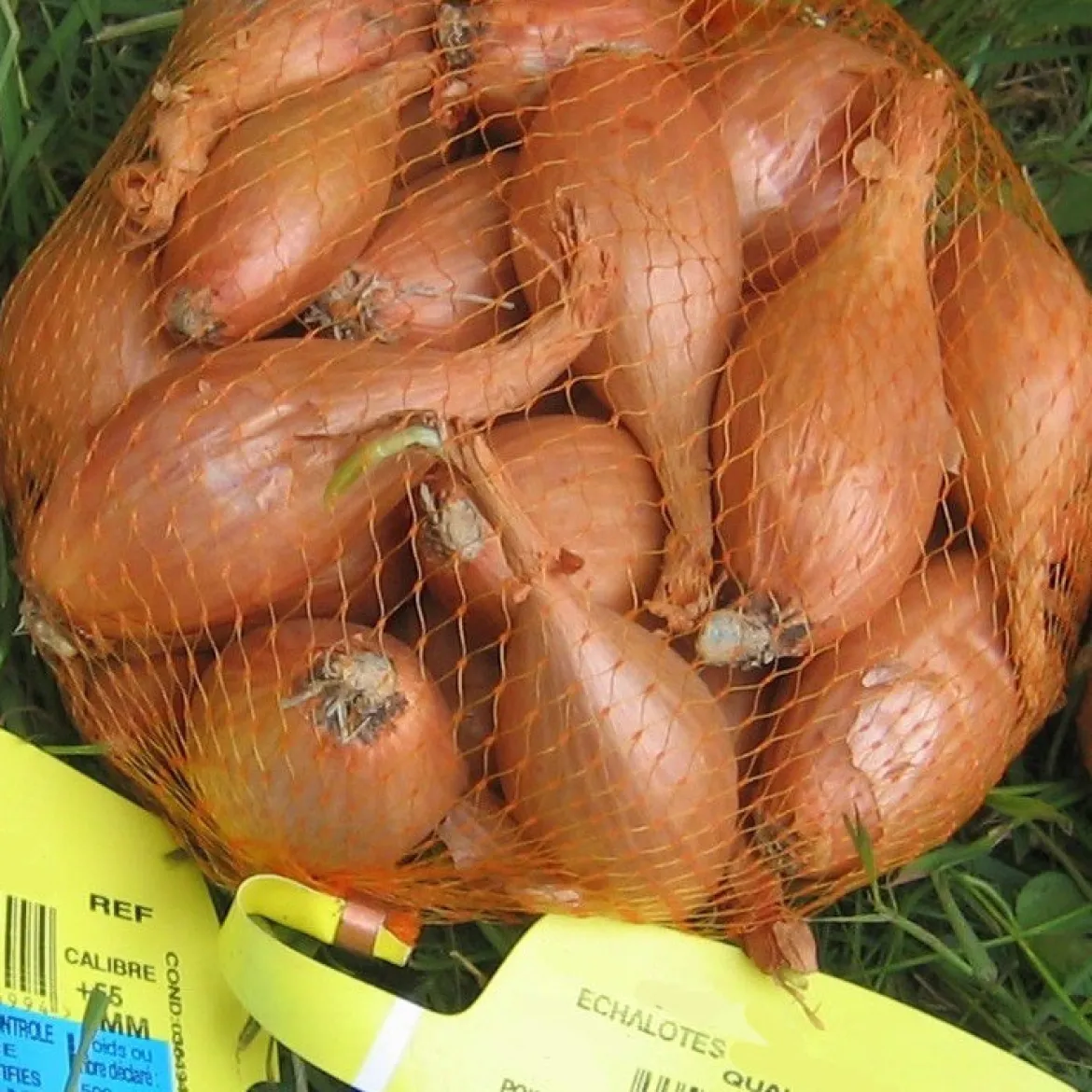 Echalote Jermor type cuisse de poulet - Récolte facile et savoureuse