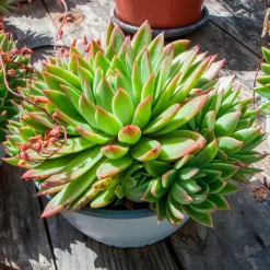 Echeveria Agavoides - Une rosette parfaite sans effort
