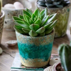 Echeveria Agavoides - Une rosette parfaite sans effort