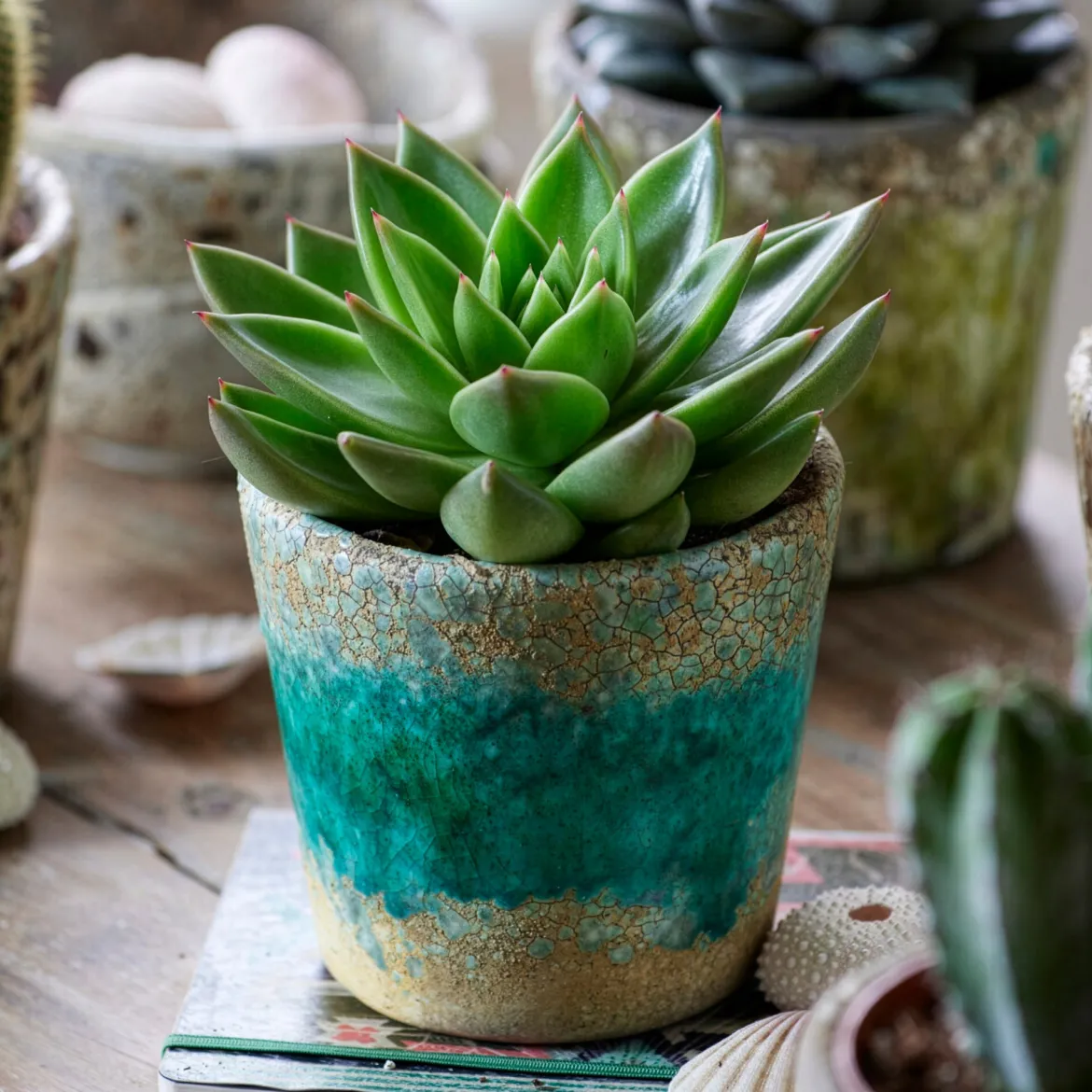 Echeveria Agavoides - Une rosette parfaite sans effort
