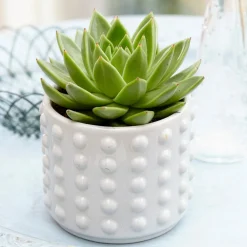 Echeveria Agavoides - Une rosette parfaite sans effort