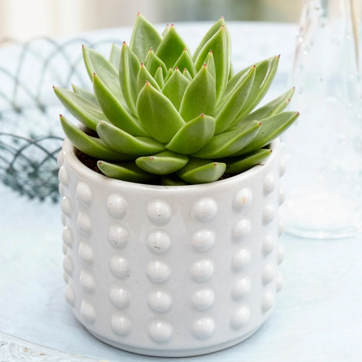 Echeveria Agavoides - Une rosette parfaite sans effort