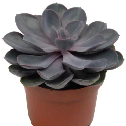 Echeveria Pearl van Nuernberg + cache pot blanc 14 cm. - Parfaites pour ajouter de la douceur