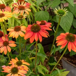 Echinacée pourpre Cheyenne Spirit - Un massif haut en couleur