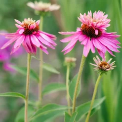 Echinacée pourpre Double-Decker - Deux fleurs en une seule
