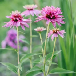 Echinacée pourpre Double-Decker - Deux fleurs en une seule