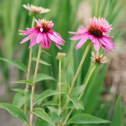 Echinacée pourpre Double-Decker - Deux fleurs en une seule