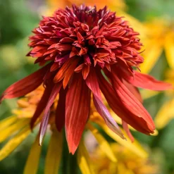 Echinacée pourpre Eccentric - Orange flamboyant tout l'été