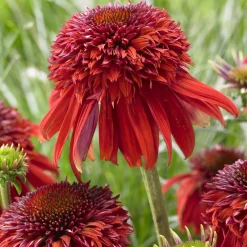 Echinacée pourpre Eccentric - Orange flamboyant tout l'été