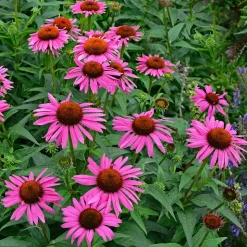 Echinacée pourpre Fatal Attraction - Le fuchsia qui dure tout l'été