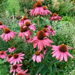 Echinacée pourpre 'Magnus Superior' - Un massif fleuri tout l'été