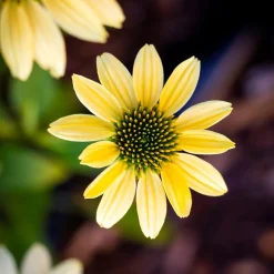 Echinacée pourpre Mellow Yellows - Le jaune doux qui dure