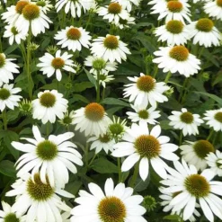 Echinacée pourpre Pow Wow White - Le blanc pur tout l'été