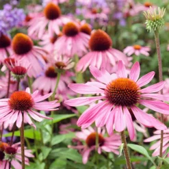 Echinacée pourpre Rubinstern - Un massif fleuri tout l'été