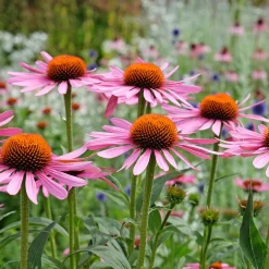 Echinacée pourpre Rubinstern - Un massif fleuri tout l'été