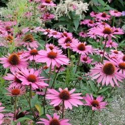 Echinacée pourpre Rubinstern - Un massif fleuri tout l'été