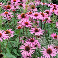Echinacée pourpre Rubinstern - Un massif fleuri tout l'été