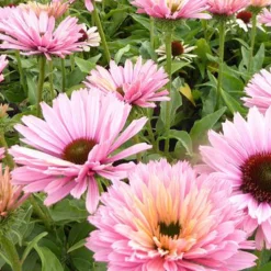 Echinacée pourpre Sunseekers Salmon - Un été rose saumon au jardin