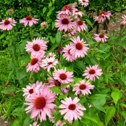 Echinacée pourpre - Un massif rose plein de vie
