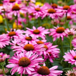 Echinacée pourpre - Un massif rose plein de vie