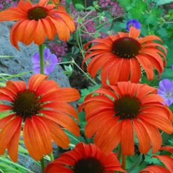 Echinacée Tangerine Dream ® - Orange vif tout l'été